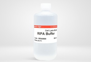 RIPA Lysis Buffer